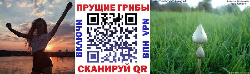 ОМГ ОМГ tor  Орлов  Псилоцибиновые грибы мухоморы 